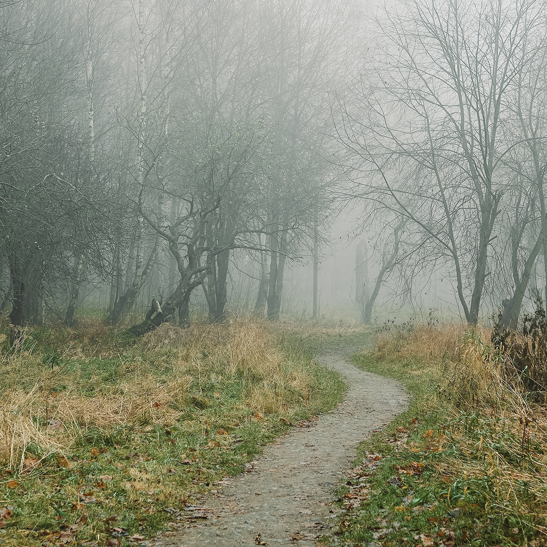 _1090119.jpg