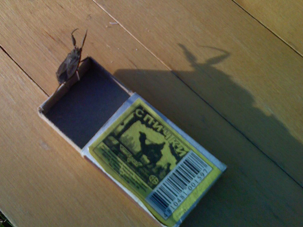 BUG1.jpg