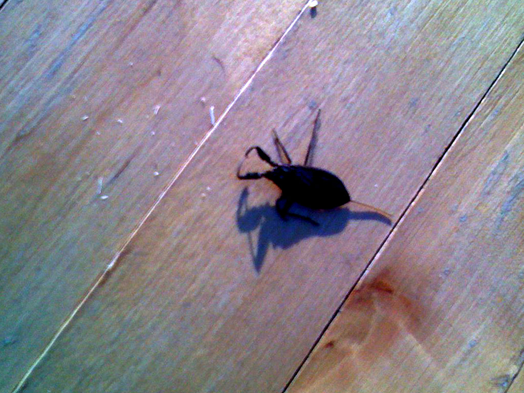 BUG2.jpg