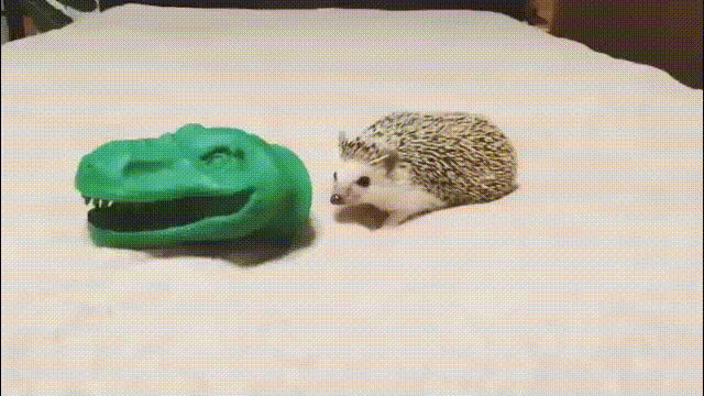 doc313572496_449492262.gif