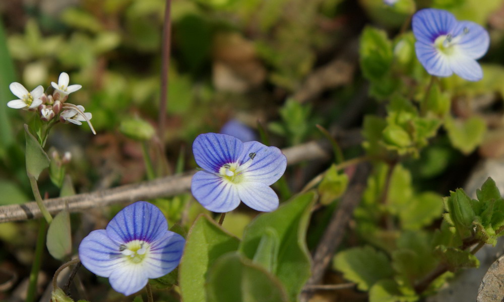 IMGP4966_crop1.jpg