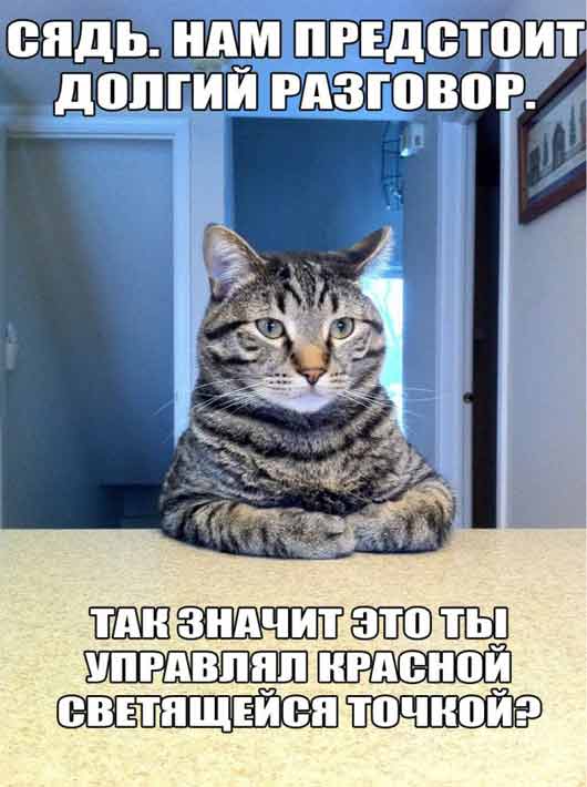 kote-prikoli.jpg