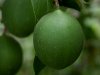 passion-flower-fruit%20copy.jpg