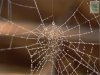 cobweb2.jpg