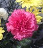 carnation1w.jpg
