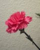 carnation2w.jpg