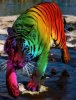 tiger.jpg