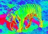 tiger.jpg
