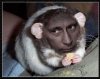 putin_na_krysu.jpg