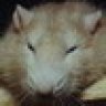 Big Fat Rat