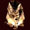 catpaw